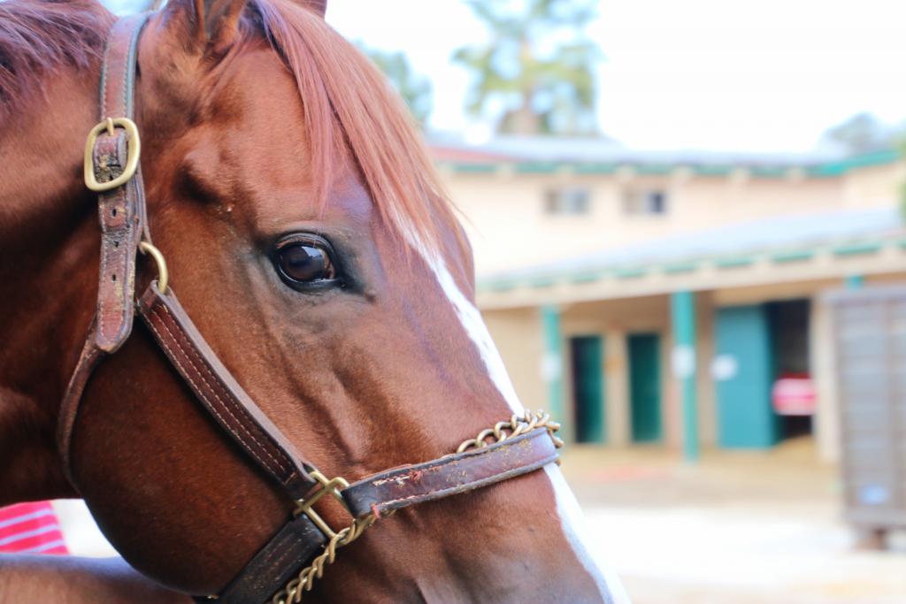 Bucchero's kind eye. (Julie June Stewart photo)